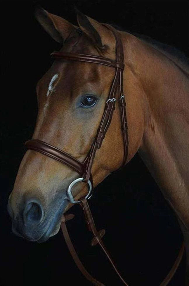 Padded Raised Cavesson Bridle - Black - COB L133