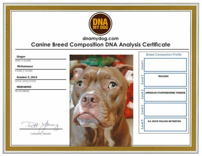 Breed Identification Test Kit W598