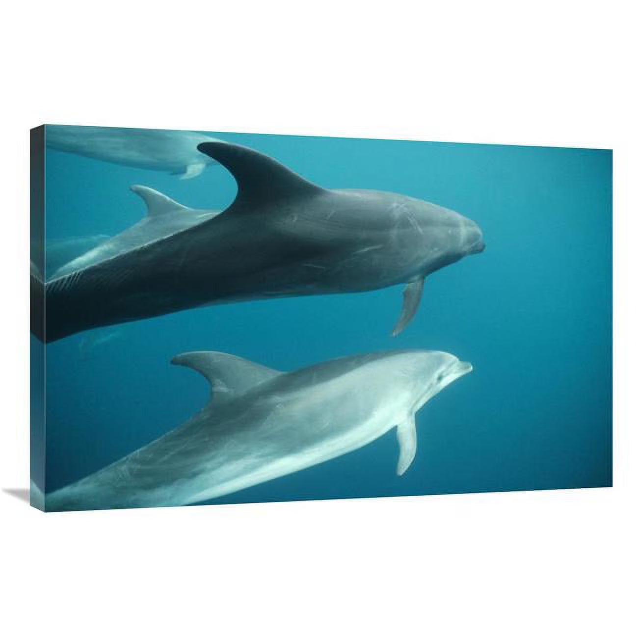 Bottlenose Dolphin Pod Underwater Art Print I224