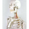 Medical Full Body Anatomical Human Skeleton Model on Stand J2598