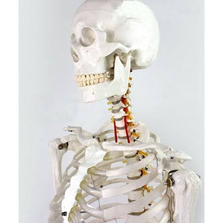 Medical Full Body Anatomical Human Skeleton Model on Stand J2598