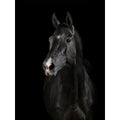 Black Horse Face Canvas Art 30 x 40 in. R205761
